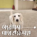 베버리 독스 이미지