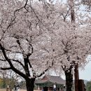 신평동1061 | 경주 벚꽃 당일치기 여행(+황리단길 소품샵 등)