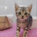 똥강아지 김해 강아지분양 고양이분양 이미지