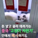 살아있는 고양이 뽑기 / 무인 자판기 -중국- 이미지