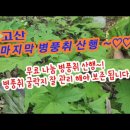 마지막 고산 병풍취 산행 이미지