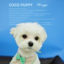 봉구애견미용샵 이미지