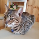 집사의하루 강남점 이미지