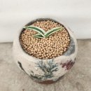 아가베빙산 이미지