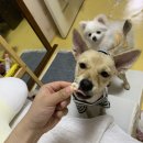 예뻐지개냥 이미지
