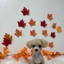 탱스땡스 이미지