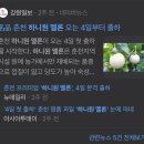 춘천원예농업협동조합 | [춘천] 고당도 춘천 하니원멜론(회장님 멜론) 저렴하게 구매하는 방법과 후숙 맛 후기