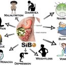 소장 세균 과증식(SIBO) /장내산소부족 이미지
