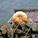 호박넝쿨 이미지