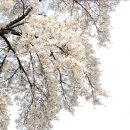 더 머물다 Daum카페