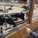 말무리염소농장 이미지