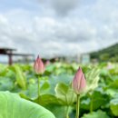 이천농업테마공원 버드나무쉼터 | 시흥 관곡지 연꽃테마파크 개화 상황, 연꽃축제, 연꽃피는시기