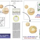 소낭