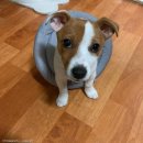 개린이세상 이미지