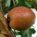 노천농장 이미지