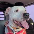 개ST하우스 이미지