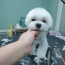 배츄네펫살롱 이미지