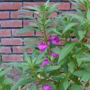 야로시장 이미지