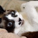 센텀동물메디컬센터 이미지