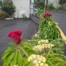 맨드라미 화단 이미지