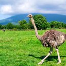 상순목장 이미지