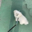 털좀밀개 | 우리새깽이 미용은 여기서!! 수유 강아지미용점 “털좀밀개”