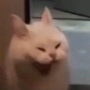 리틀리들