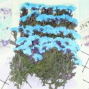 하늘플라워 이미지