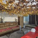 은행나무하우스낚시터 | 춘천 잉어낚시 편하게 즐길 수 있는 은행나무하우스 실내낚시터