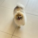 오디세이 동물심장내과 | 인천동물심장내과 검진 후기