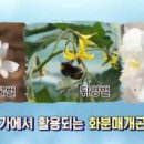 비틀에코 이미지