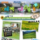 [태백관리역] ♡♣♡♠ 내일러! 시원한 태백에서 놀자~~태백 쿨시네마 페스티벌, 해바라기 축제 Start! Go~Go!! ♡♣♡♠ 이미지