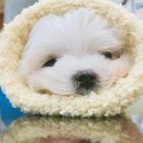 안녕, 펫 이미지