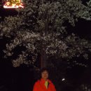 전주동물원 야간 벚꽃 개장... 이미지