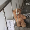 셀렌헤어 이미지
