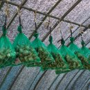 버드네농장 이미지