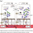 Re:Gut bacterial tyrosine decarboxylases restrict levels of levodopa in the treatment of Parkinson’s disease - 2019 네이처 논문 이미지