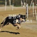 라이코스 이미지