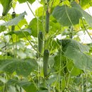 상권농장 이미지