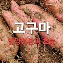 고구마 효능과 영양성분 부작용/ 함께 먹으면 좋은음식 이미지