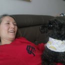 강아지삼촌 | 울애기쌩쌩 노견사료 강아지사료 스팀베이크드 수제사료 후기 - 진공청소기처럼 맛있게 먹어요