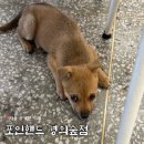 경이신발 | 서울 유기견 카페 “포인핸드 경의숲점” 후기 / 방문 시간대 추천 / 산책봉사 신청 방법