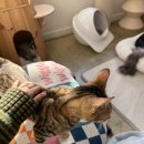 대구고양이분양 나비캣 | 대구 남구 고양이 카페 오묘 고양이 카페 방문 후기👍🏻개냥이들 천국