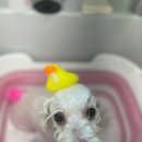 마음이네 멍발소 네이버블로그