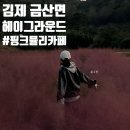 핑크 그라운드 | 전주 근교 핑크뮬리 막차 김제 금산사카페 헤이그라운드
