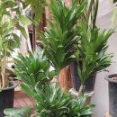 대광농원 이미지