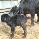 슈퍼염소농장 이미지