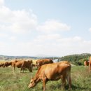 우용농장 | “임신우·송아지 비타민, 도대체 어떻게 줘야 하나요?”