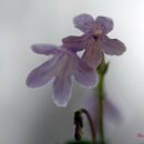 수채화를 그리다.. :"Northern Illinois Gesneriad Society"Gesneriaceae 전시에 가다... 이미지