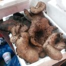 화천재래시장 이미지